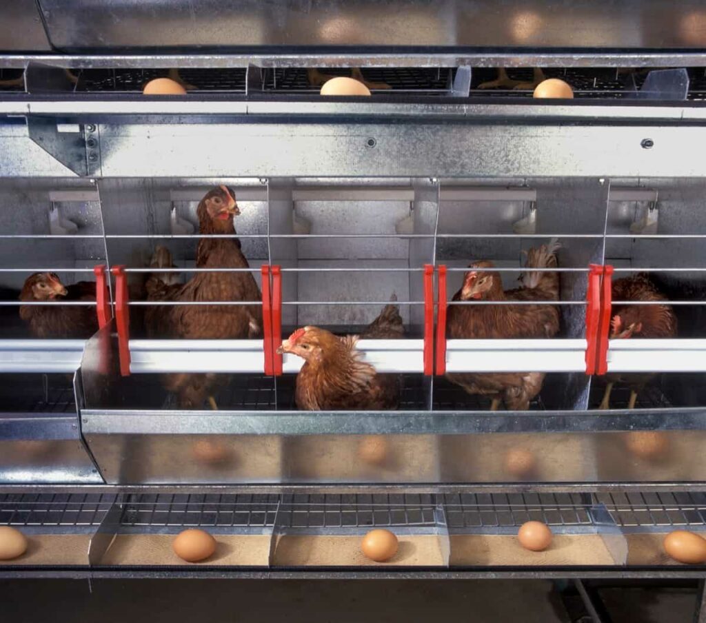 Poultry Farm Income Per Month 