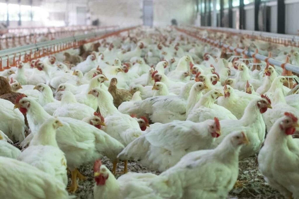 broiler chickens into the indoor chicken farm