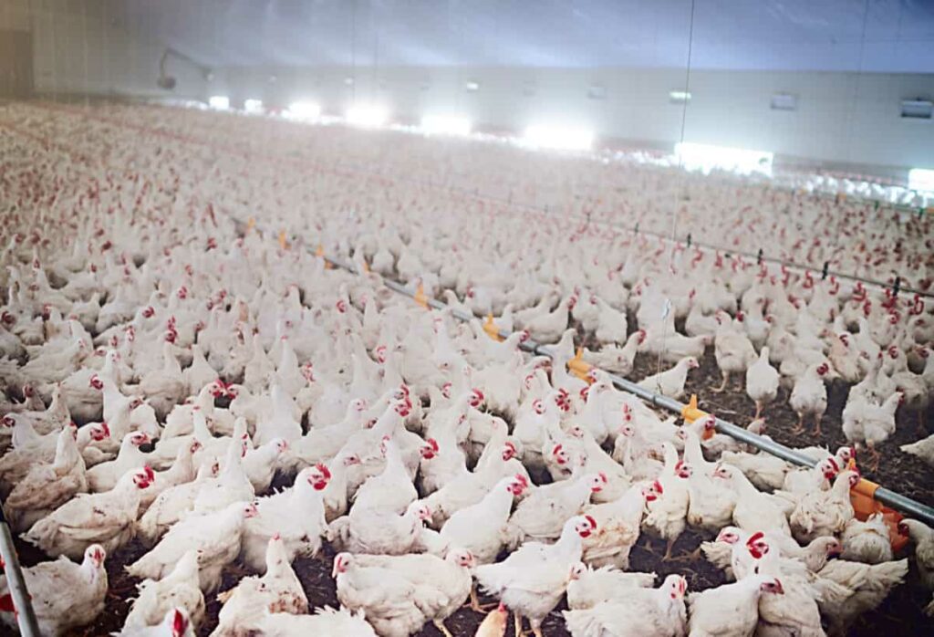 Large Scale Poultry Farm