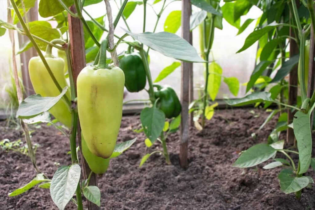 Growing Peppers in Raised Bed Garden
