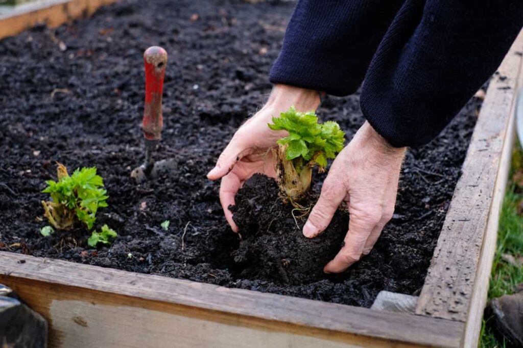 Soil Preparation for Raised Bed Garden