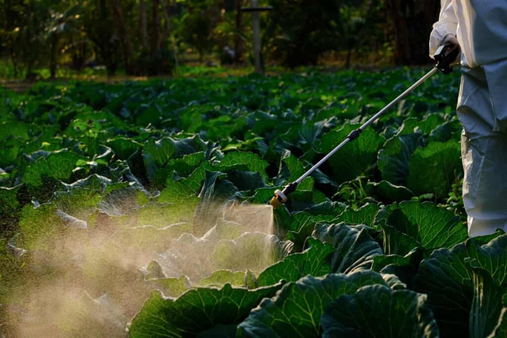 Gardener in a protective suit spray fertilizer on huge cabbage vegetable plant