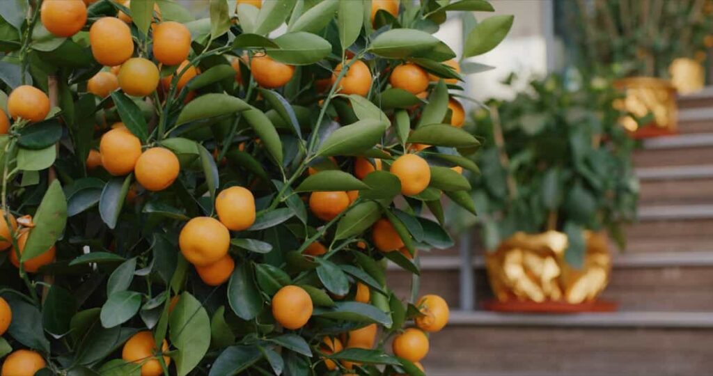 Mandarin oranges growing on tree 
