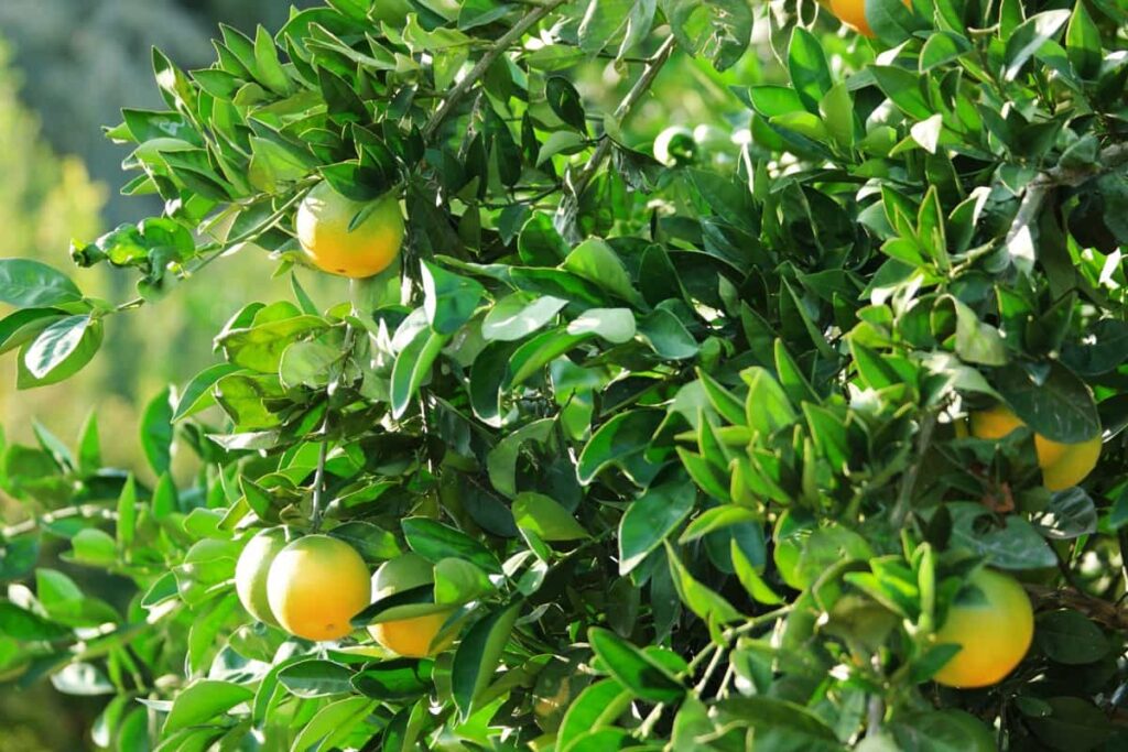 Mandarin oranges ripening on tree with green leaves