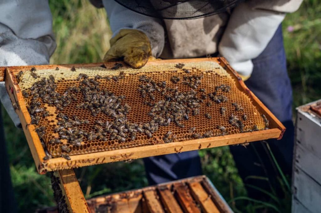 Steps to Start Honey Bee Farming in UAE