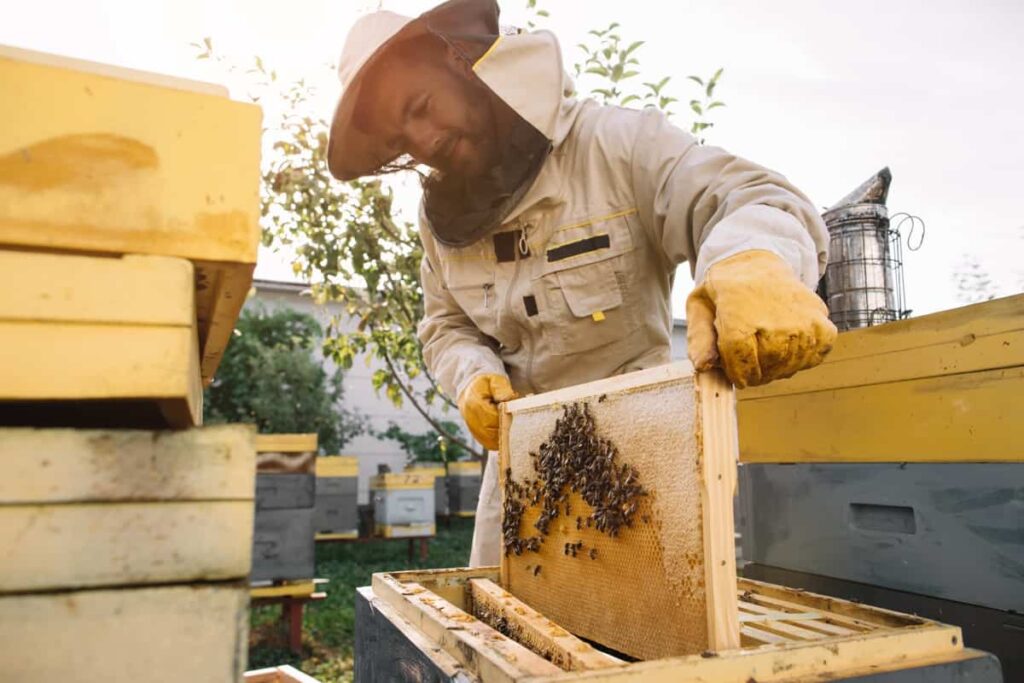 beekeeper holds a honey cell with bees in his hands