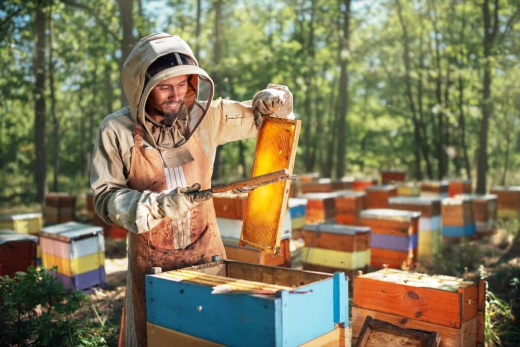process of harvesting honey in the apiary