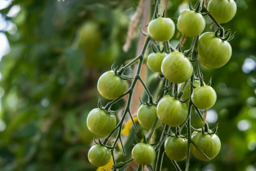 Steps to Start Tomato Farming in the Netherlands