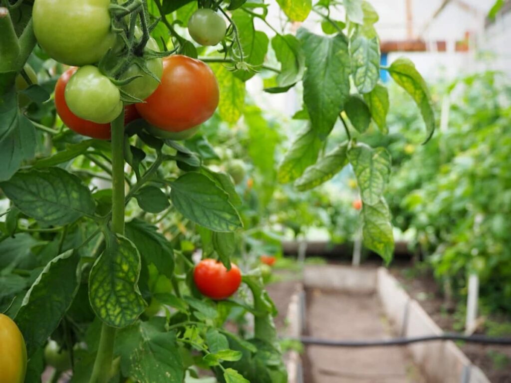 Tomatoes ripening on a branch in a greenhouse