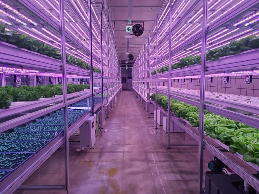 Vegetables are growing in indoor vertical farm