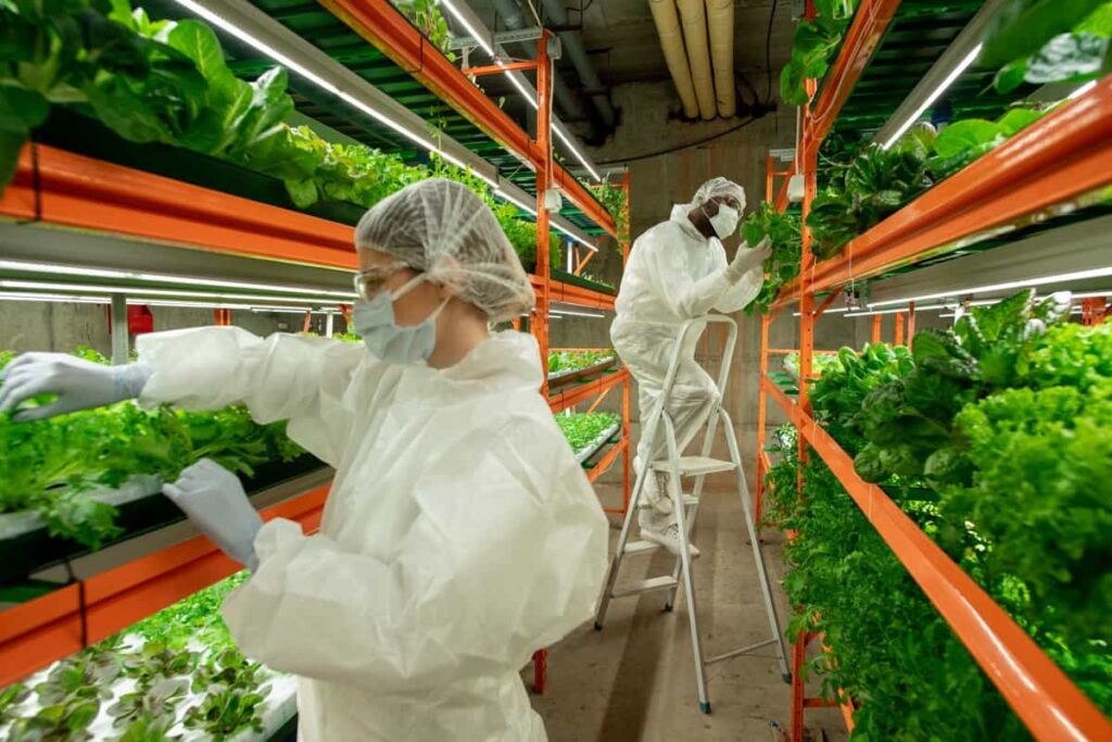 Vertical lettuce farming