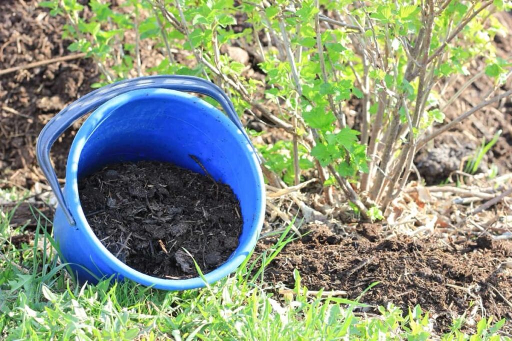 bucket of manure near the currant bush