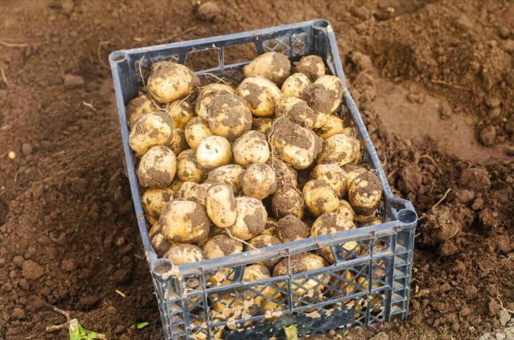 Fresh potato harvest in a box