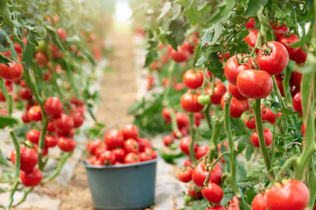 Harvesting tomatoes in the farm