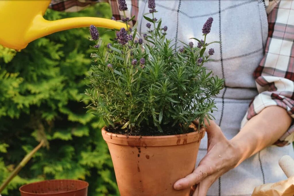 watering potted lavender plant in backyard garden