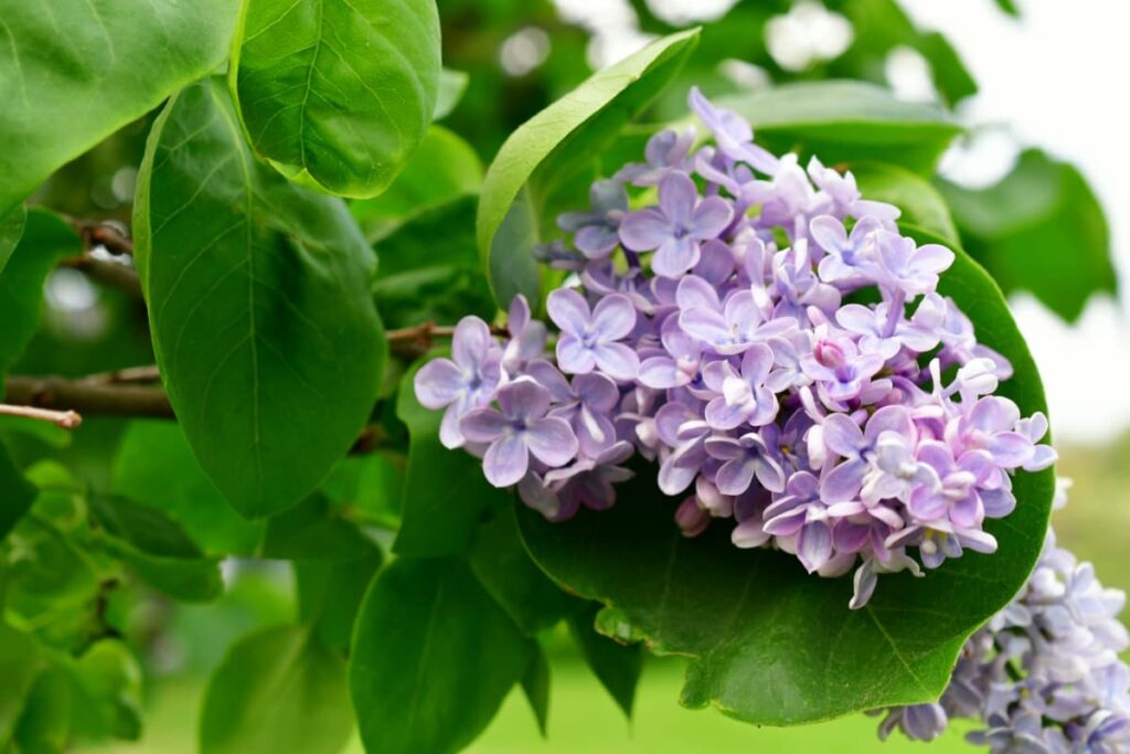 Cluster of Purple Lilacs