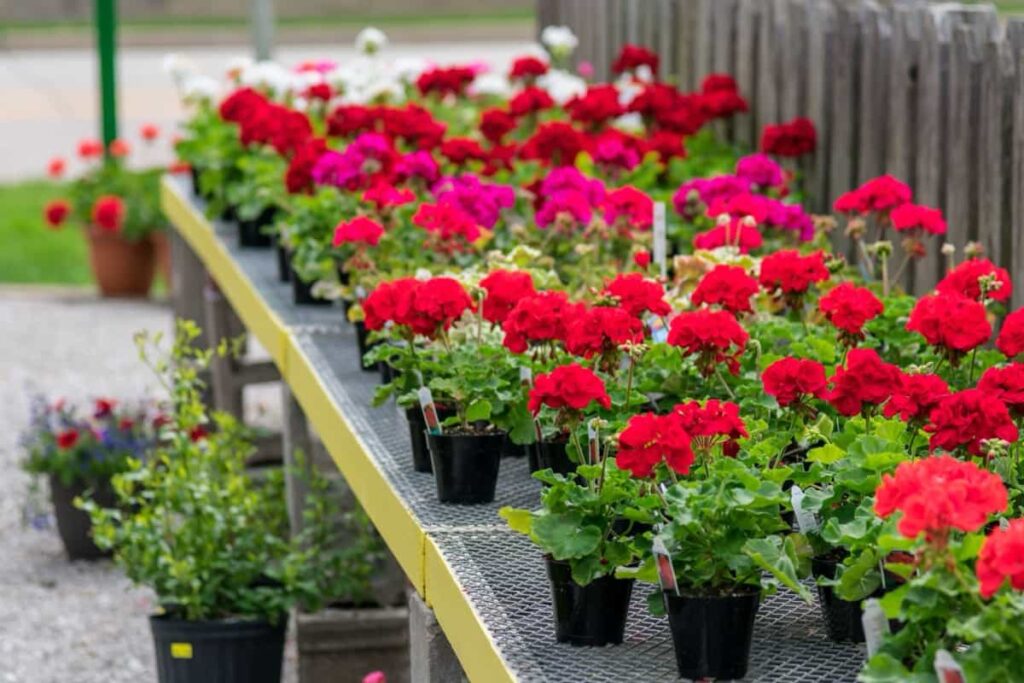 Best Outdoor Potted Plants for Memphis: Geraniums