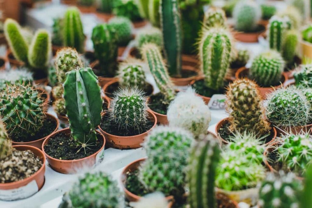Cacti in a flower shop in small pots