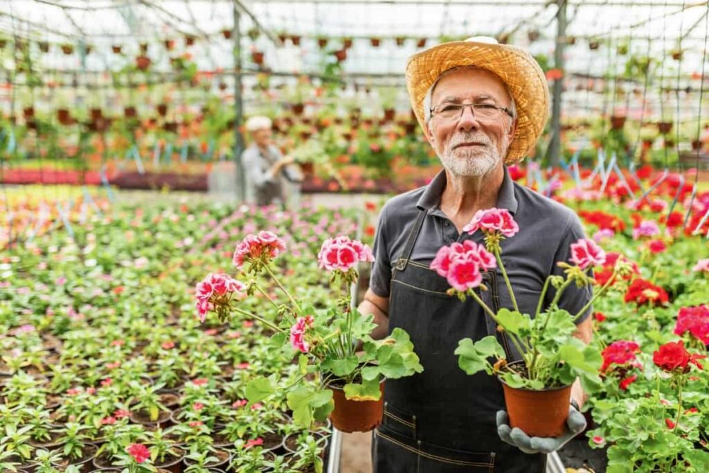 Senior Gardener with Geranium Flowers
