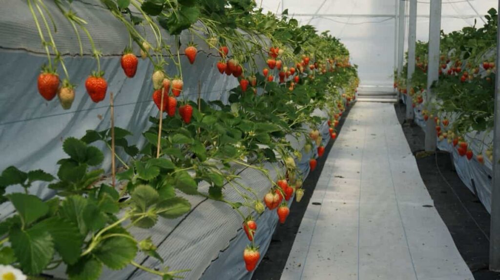Crop Harvest Calendar for Delaware: strawberry cultivation in the greenhouse