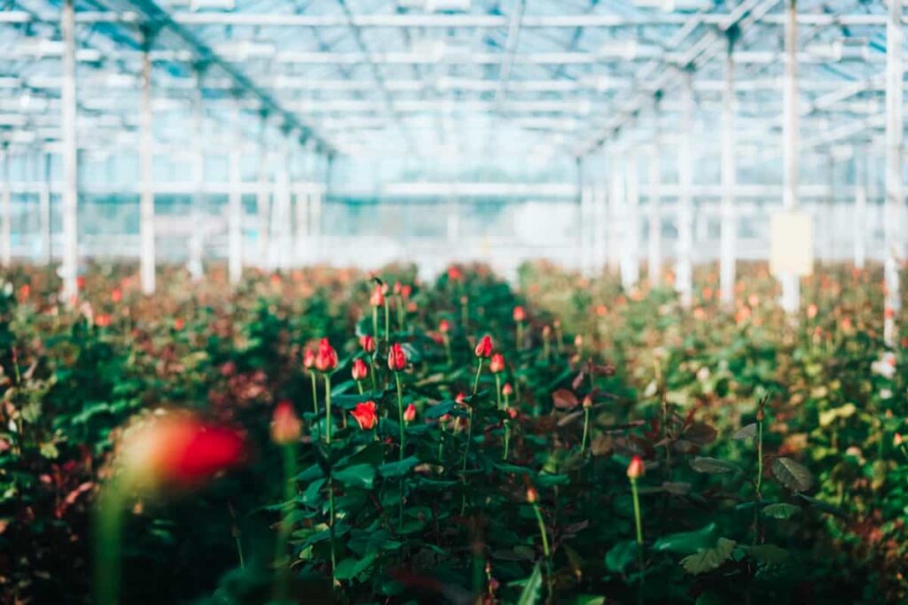 Dutch Rose Farming Business in India