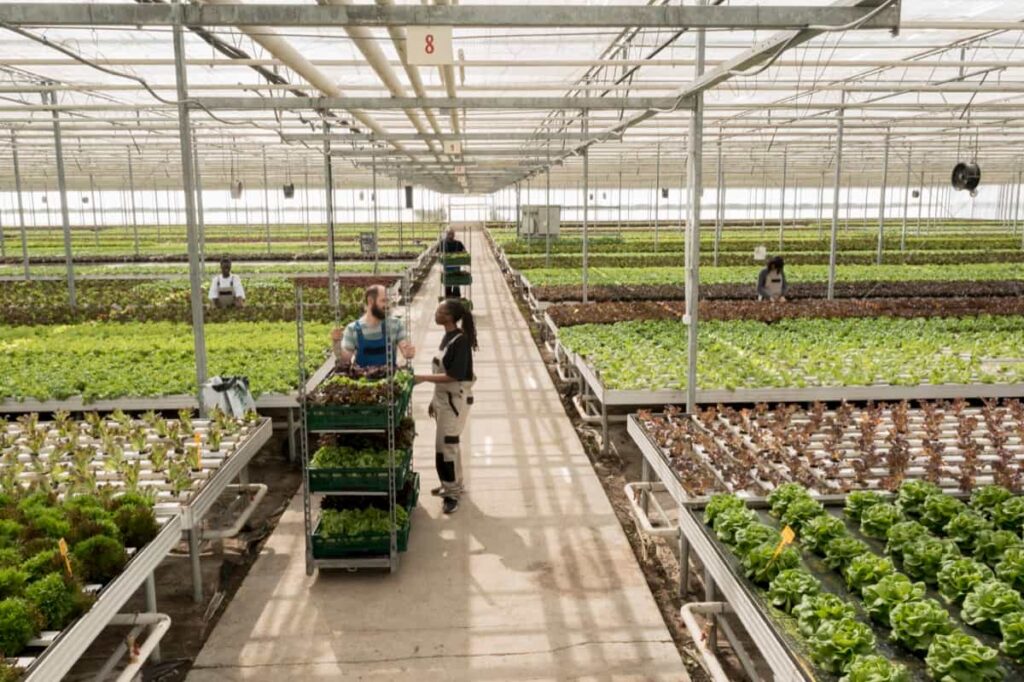 Grants for Starting a Greenhouse Farming
