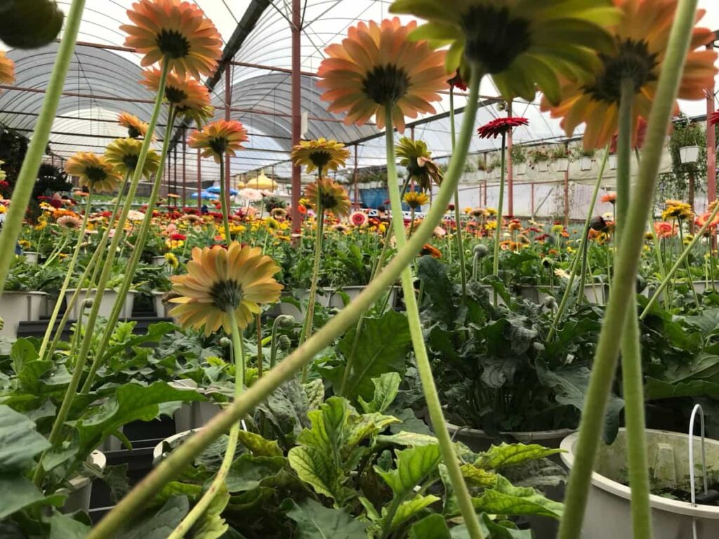 Greenhouse flower farming