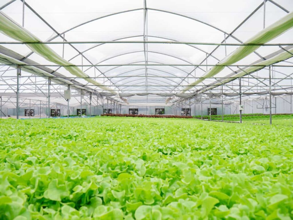Hydroponic of lettuce farm 