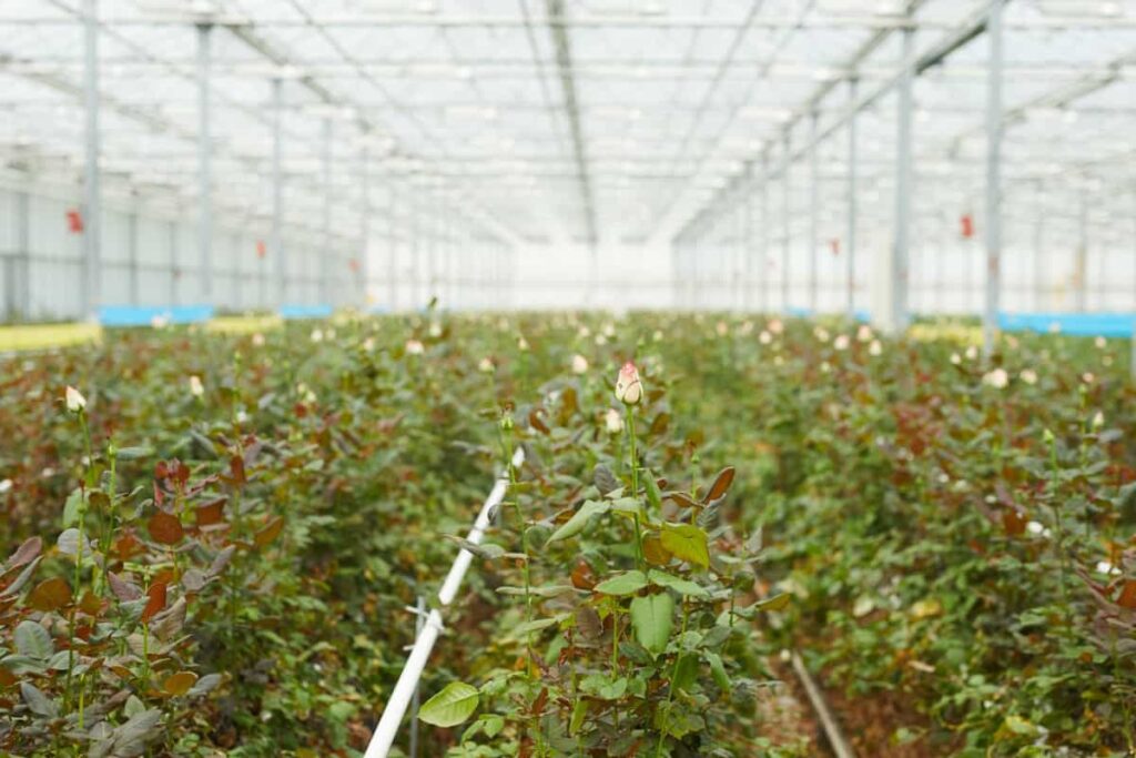 Greenhouse rose farming
