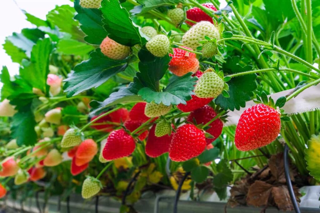 Greenhouse strawberries