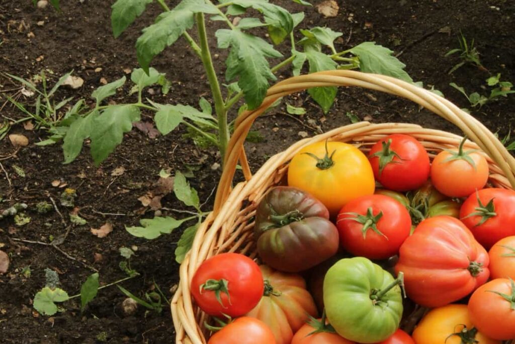 Multicolored heirloom tomatoes in a basket next to a tomato plant in garden