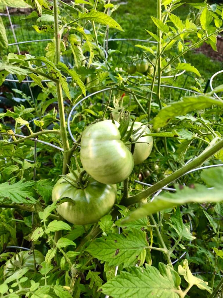 Unripened heirloom tomatoes on the vine