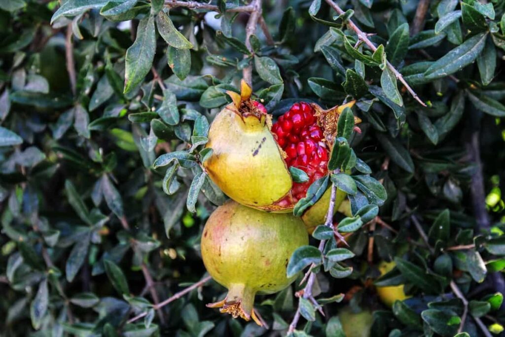 How to Treat Fruit Rot in Pomegranates