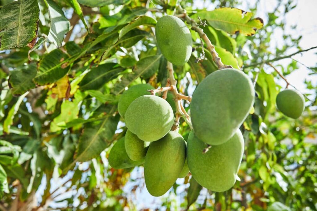 Mango Farming in Australia