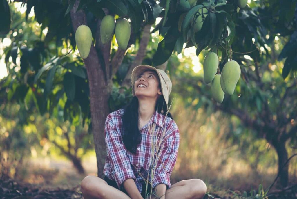 mango plantation