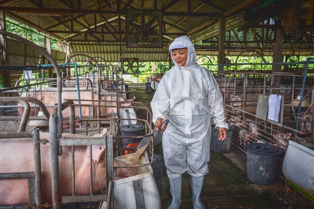 veterinarian working and Feeding the pig food in hog farms