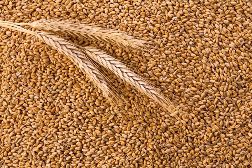 Processed organic wheat grains
