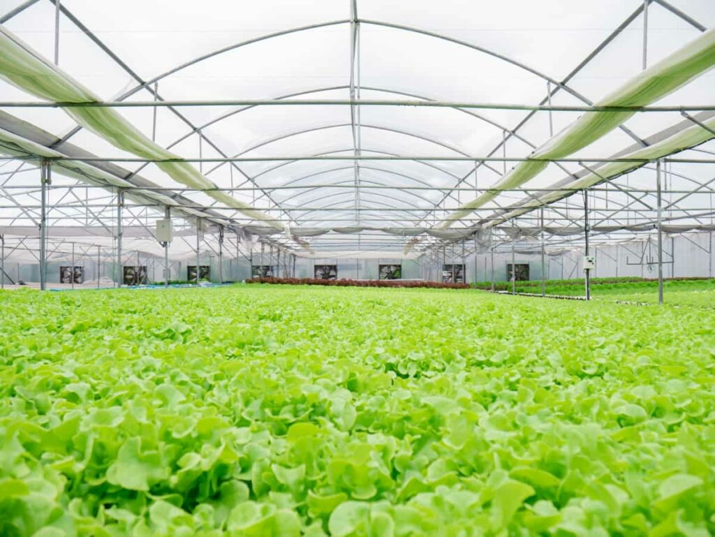 Organic Greenhouse Farming Cost in India
