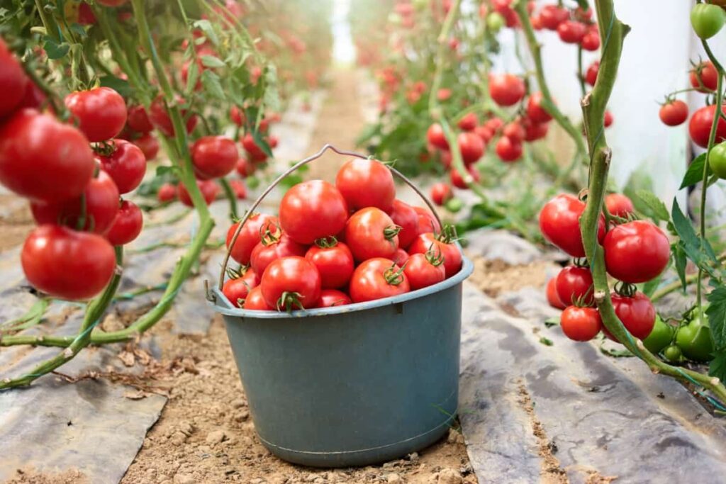 Bucket of Red Tomatoes
