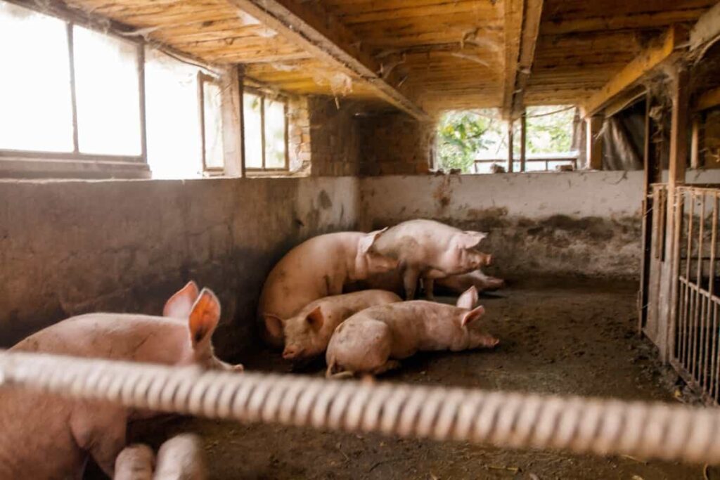 Pigs in a barn on an organic farm