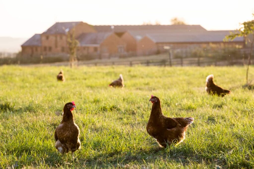 Free Range Chickens Outdoors