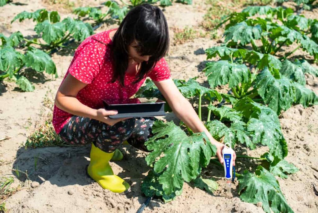 Farmer Measure Soil in Zucchini Plantation