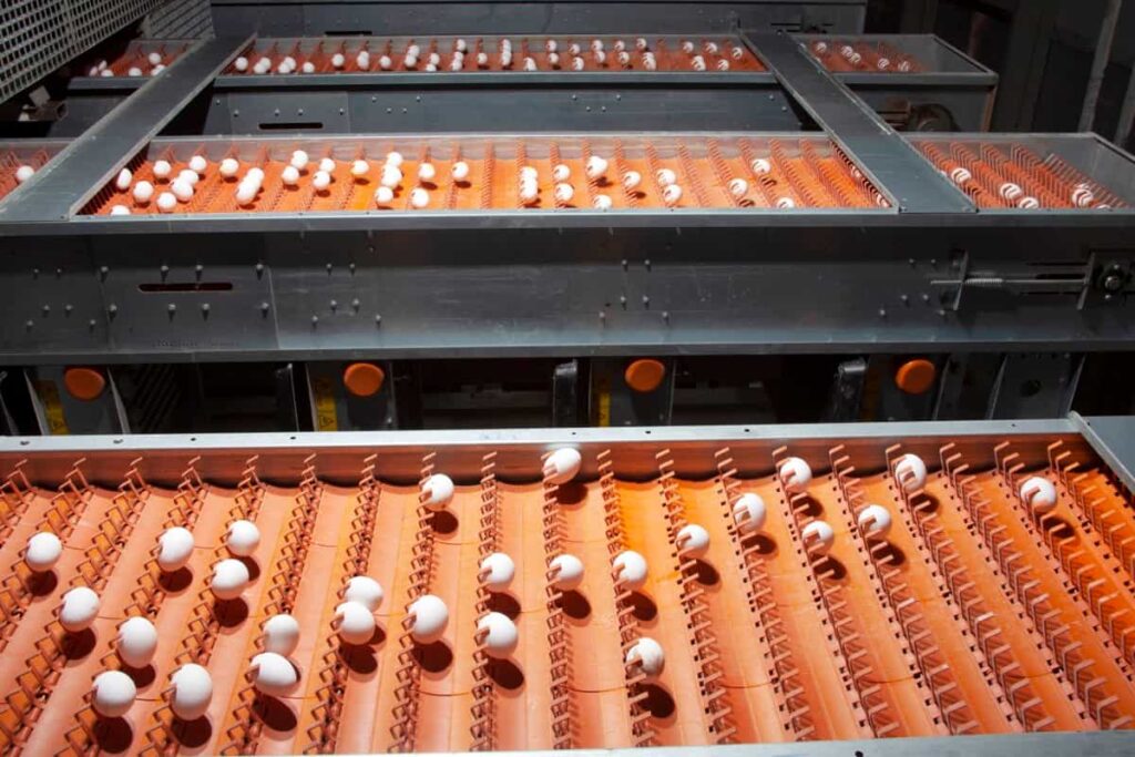 Chicken eggs on a conveyor belt