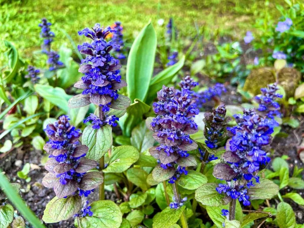 10 Best Low-Maintenance Ground Cover Plants for Shade