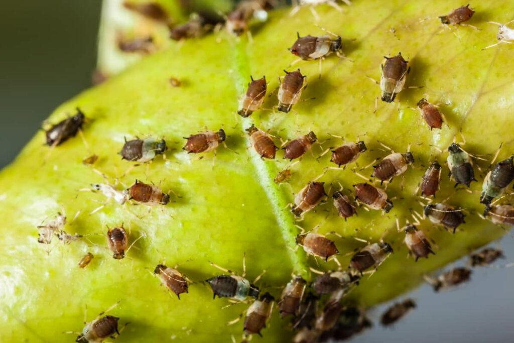 7 Best Insecticides for Aphids on Plants
