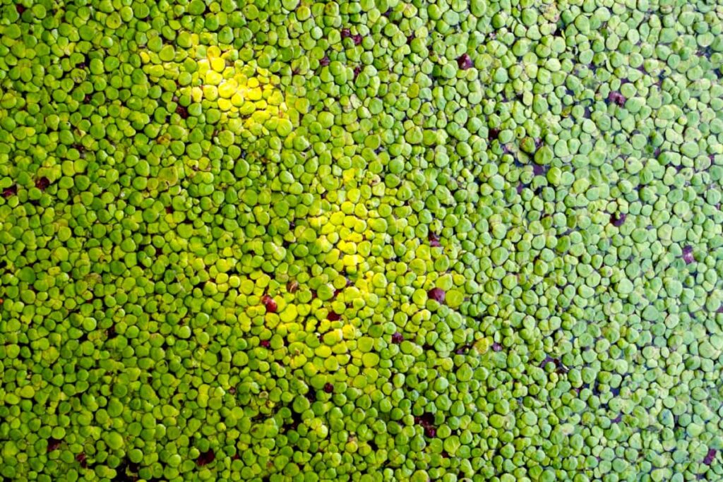 Agricultural Applications of Azolla