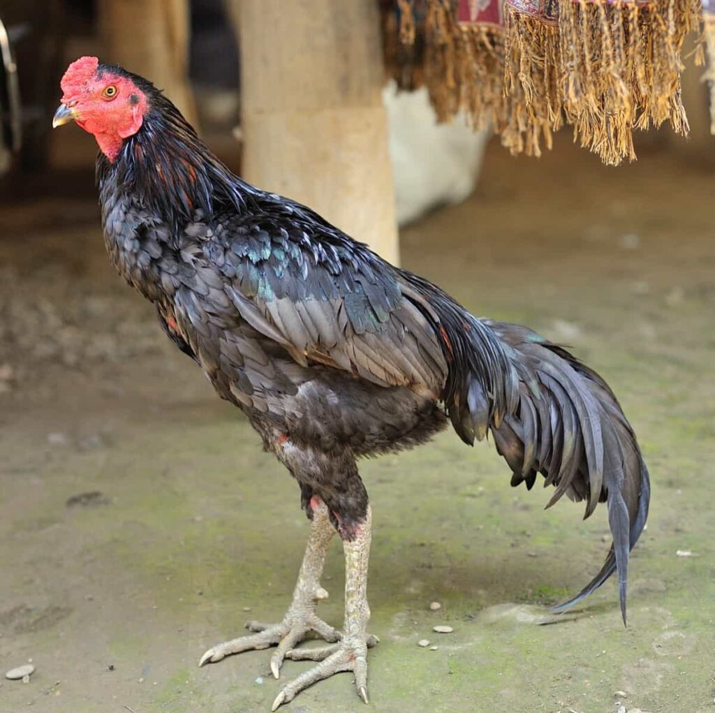 Aseel Chicken Breed