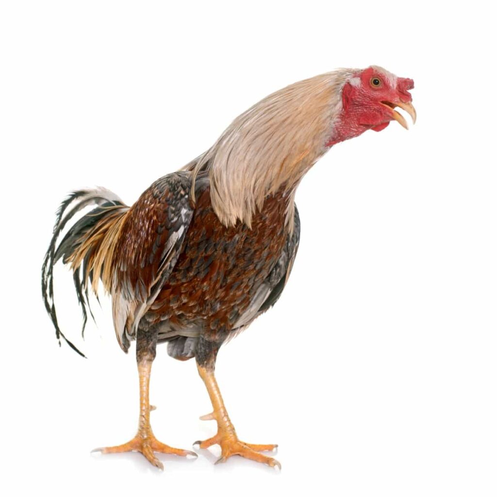Aseel Chicken