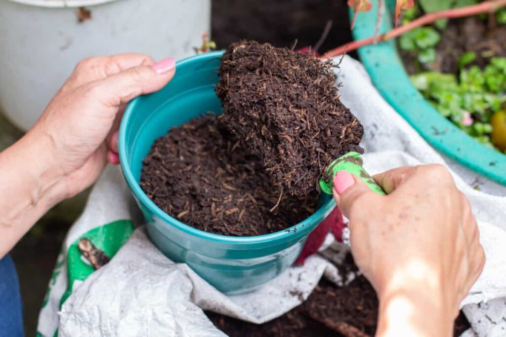 Best Compost Brands for Flowering Plants in India
