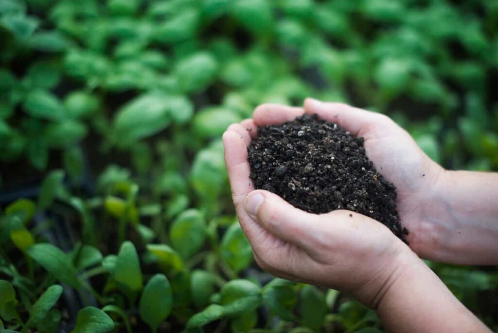 Best Compost Brands for Vegetable Plants in India